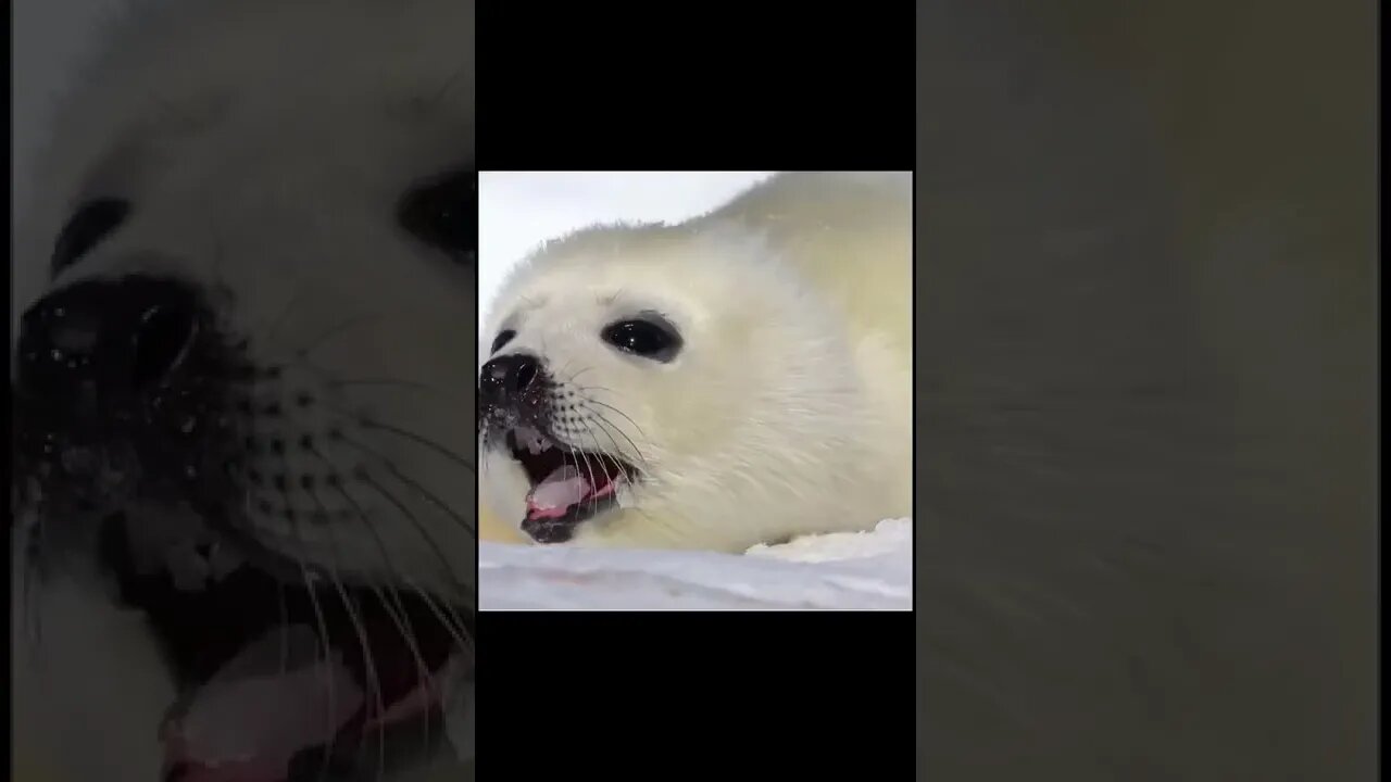 cute snow white seal