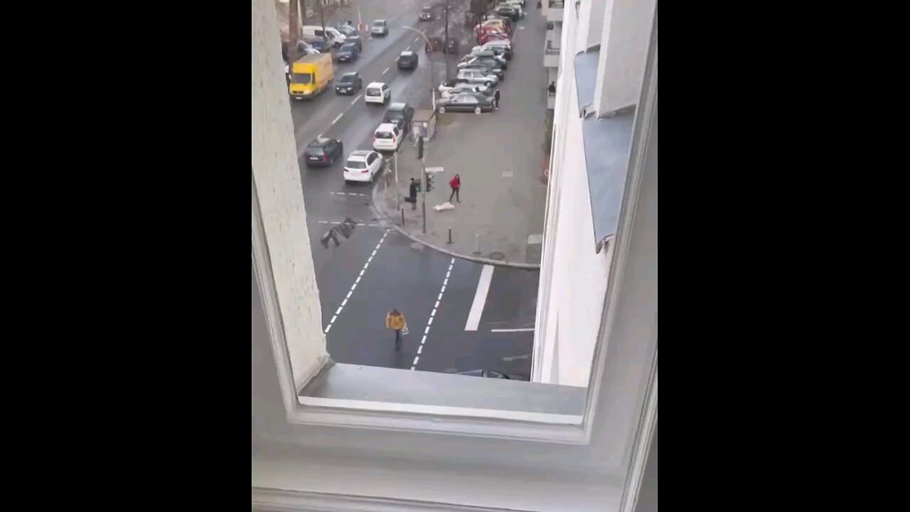 funny videos