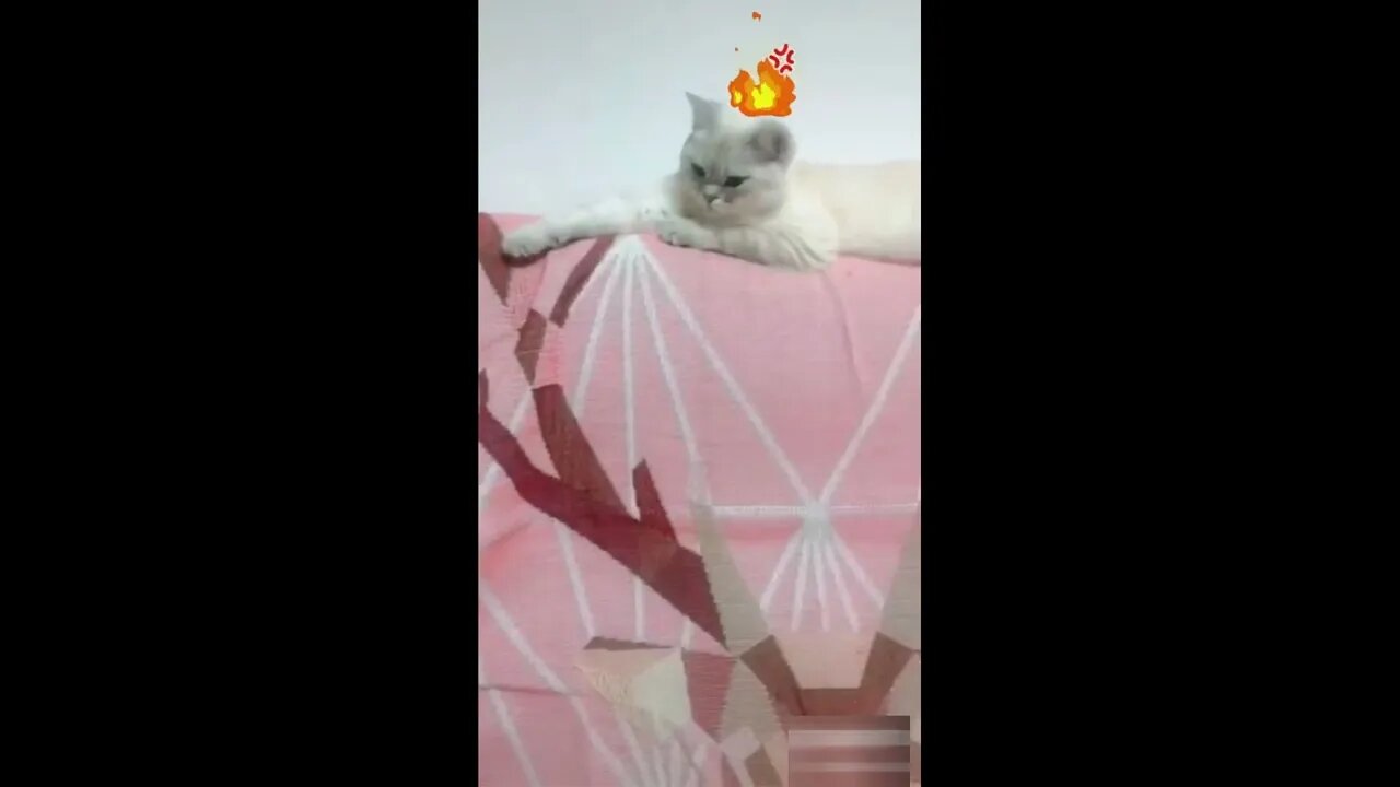 Funny and cute cat family-Naughty compilation #10