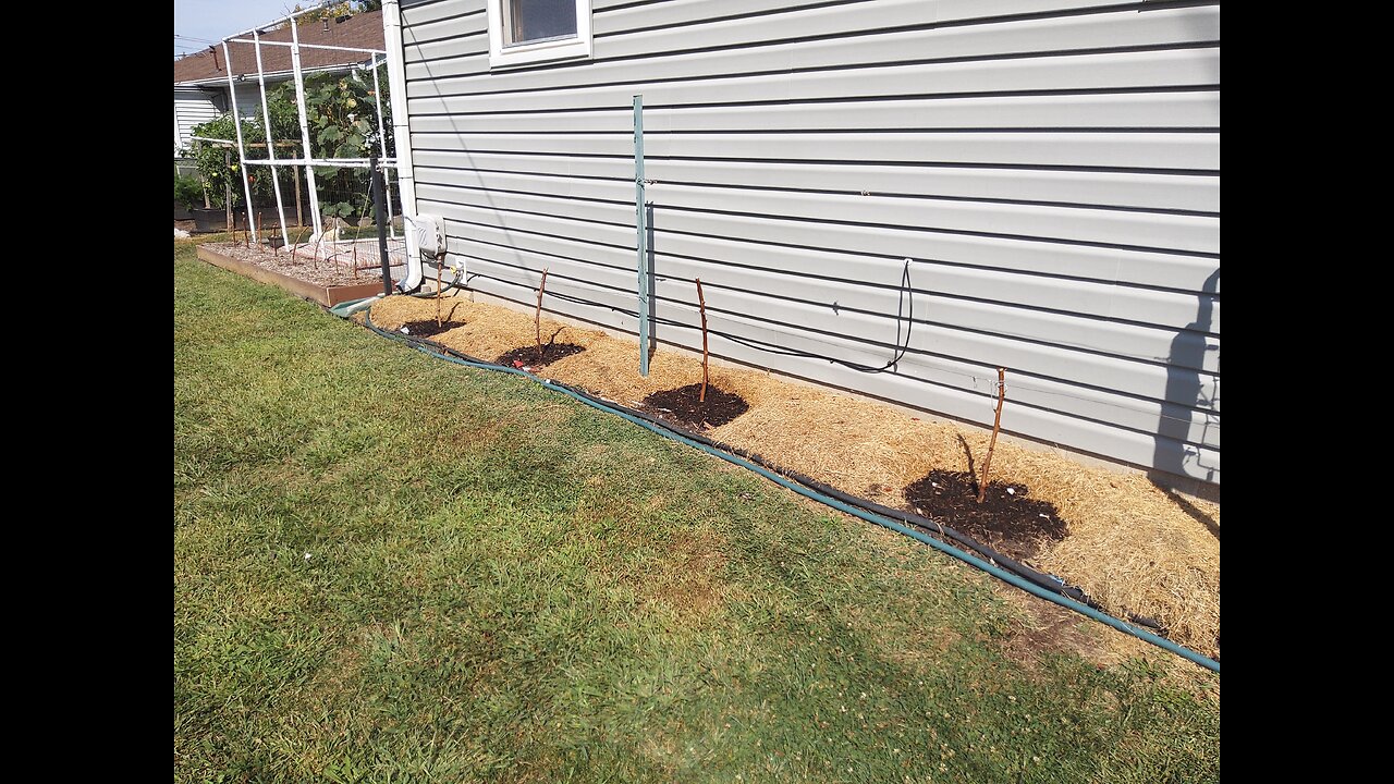 Giant Marconi Pepper Soil Preparation For Next Year's Grow 9/20/23