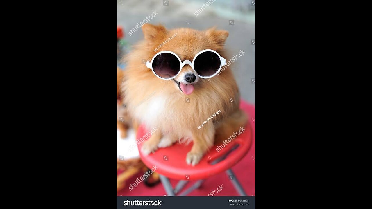 funny dogs-cutedogs