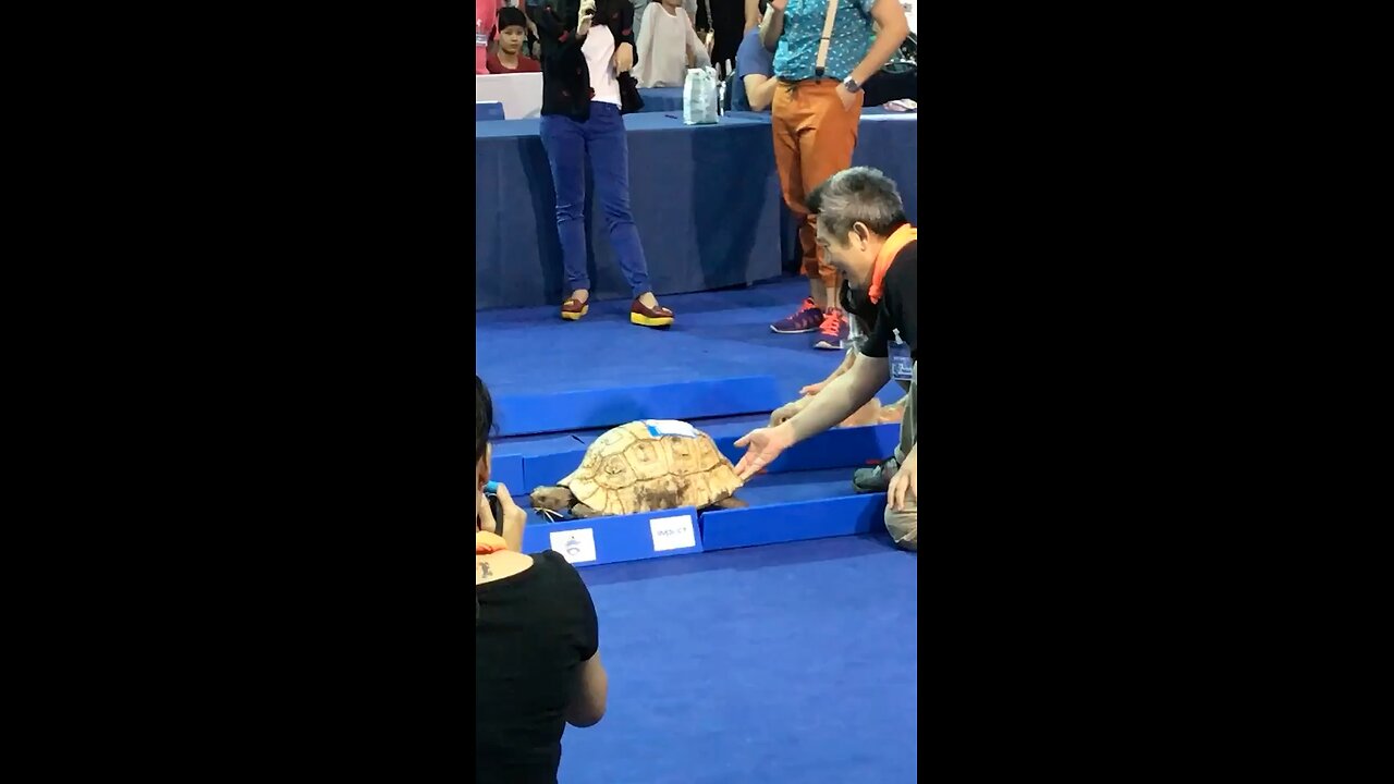 Tortoise Vs Rabbit (tortoise walk is slow but won't stop)