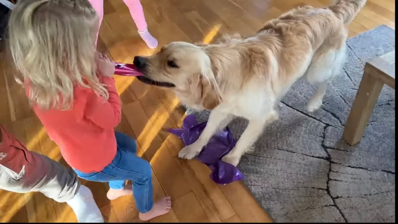 Golden Retriever Pup Tug Of War Ends In Tears! Poor Little Girl!!