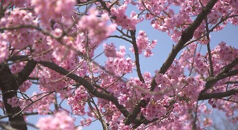 Keindahan bunga sakura