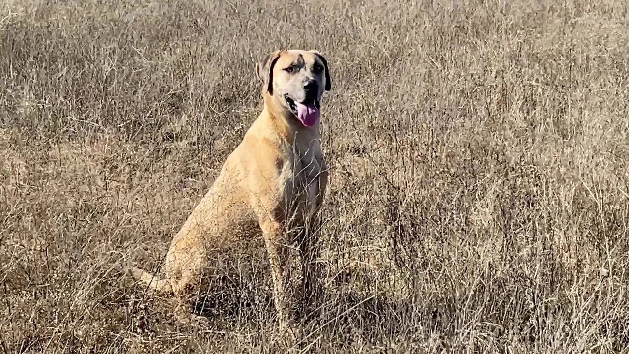 Finding Escaped Horses With A Dog - Horses Got Home Safe