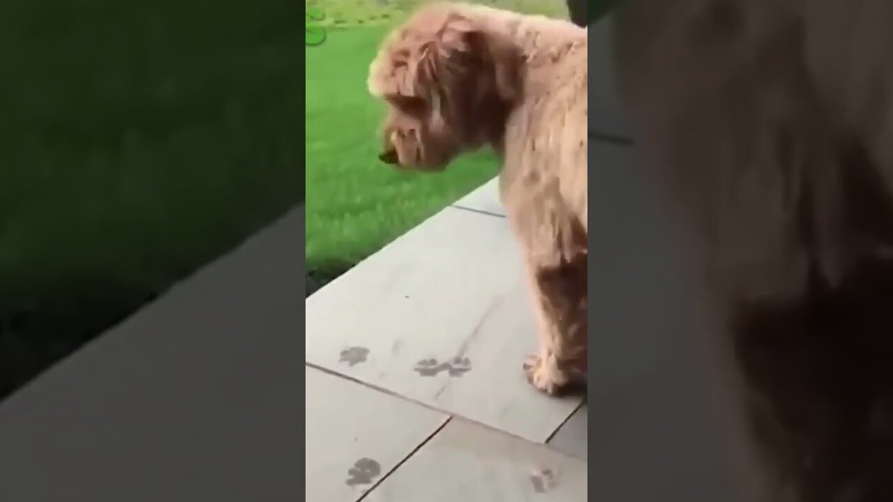Funny videos
