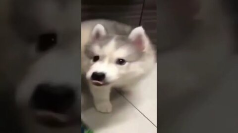 BEST 😍FUNNY😍 PET VIDEOS #56 - Try Not To Laugh #shorts