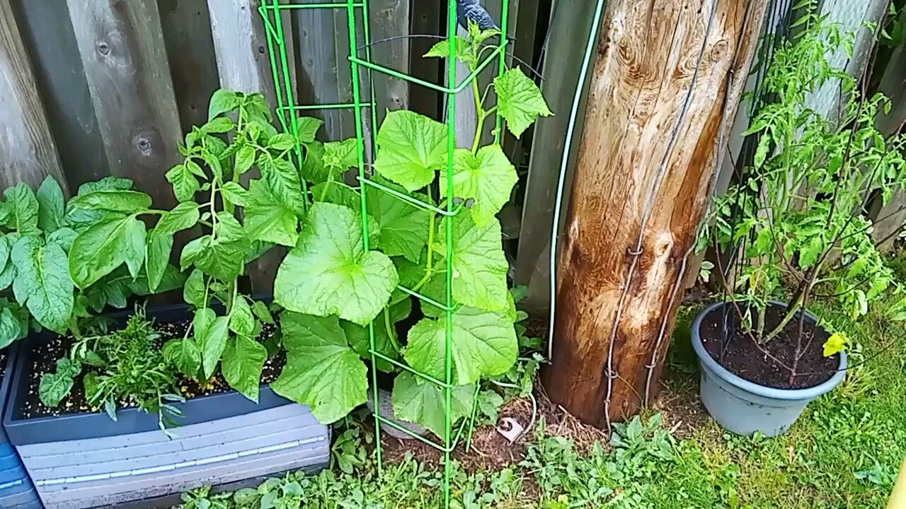 Wild Urban Gardens 2023 - The amazing SpaceMaster Cucumber!