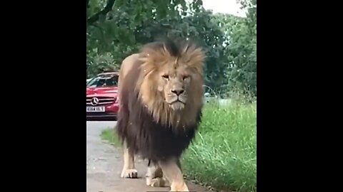 King on walk (lion)