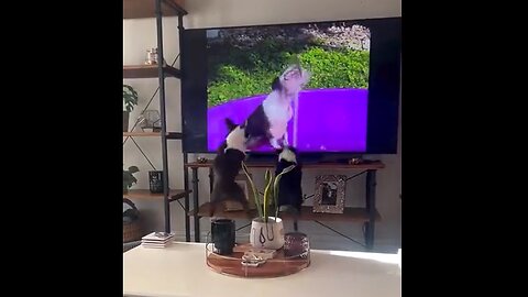 Dogs Watching Video Of Themselves Playing In Water