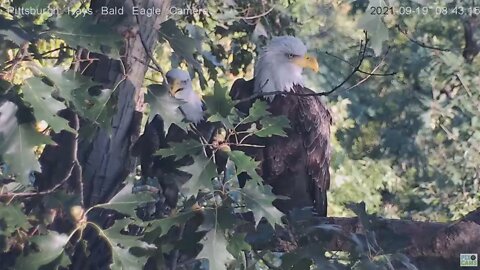 Hays Eagles Dad and Mom closeup on nest branch 2021 09 19 8:42AM