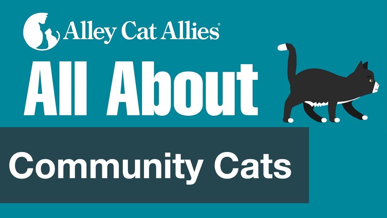 All About Community Cats | Alley Cat Allies