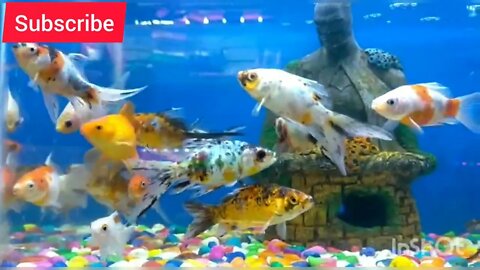 fish aquarium