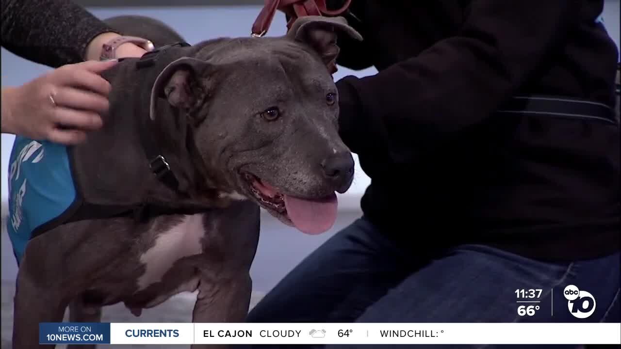 Pet of the Week: Sasha