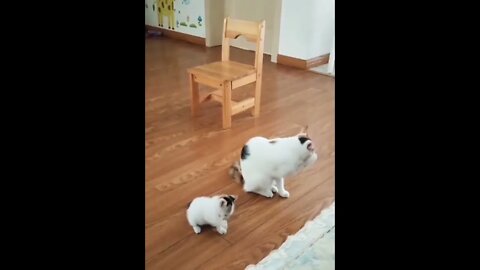 Learning from the best...🐈🐾😍 #shorts #shortsfeed #clips #shortvideo