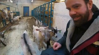 Milking the goats #farm video