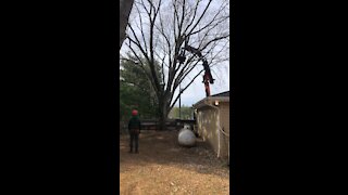 Tree removal