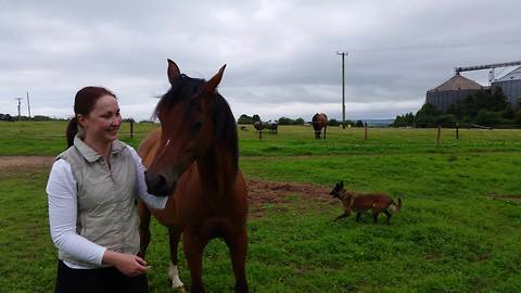 Energetic Horse Plays With Dogs In A Field