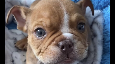 Amazing dogs 🐶 trending video