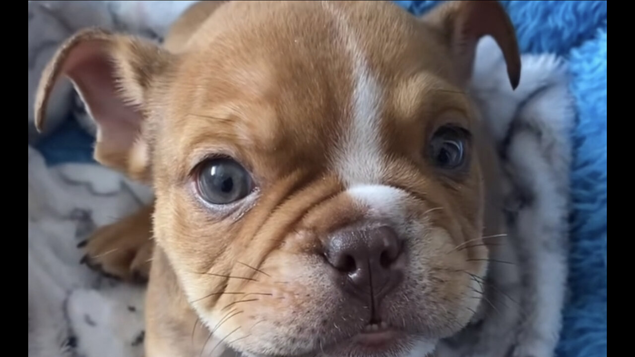 Amazing dogs 🐶 trending video