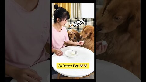 Interesting End🤣#shorts #youtubeshorts #comedy #dog #funny