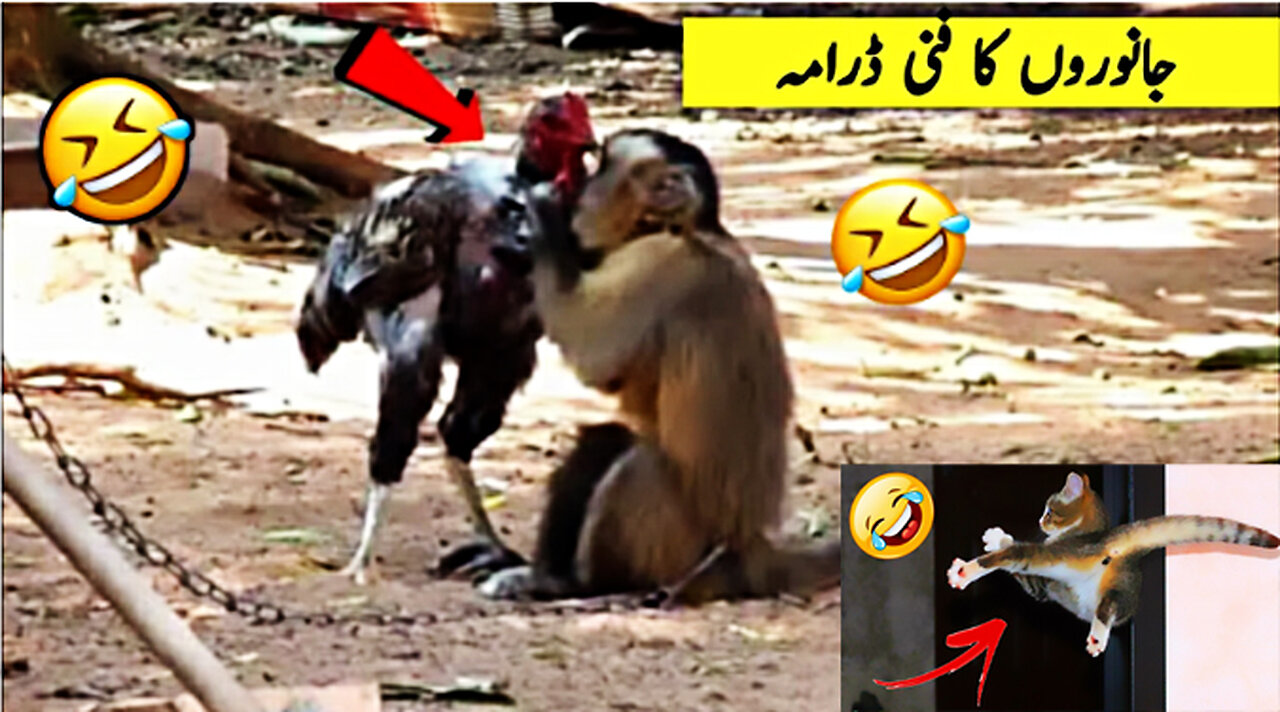 Animal Funny Video , Funny Video , Funny Animal Video