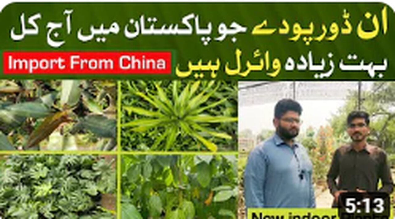 Viral Indoor Plants 🪴in Pakistan 2023 _ China ke new indoor poode