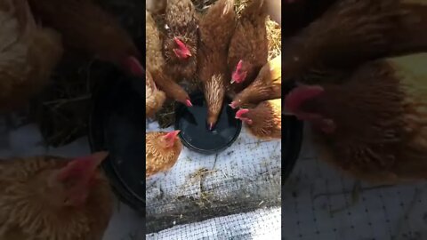 Just Some Chickens Drinking Water On a Cold 🥶 Winter Day