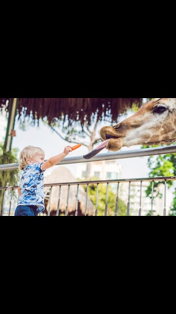 Baby feeding a giraffe