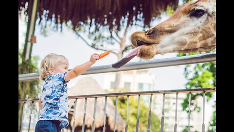 Baby feeding a giraffe