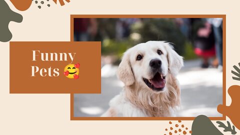 #1 _Funny pet video compilation 🥰....#funnypets #funnydog #funnycat