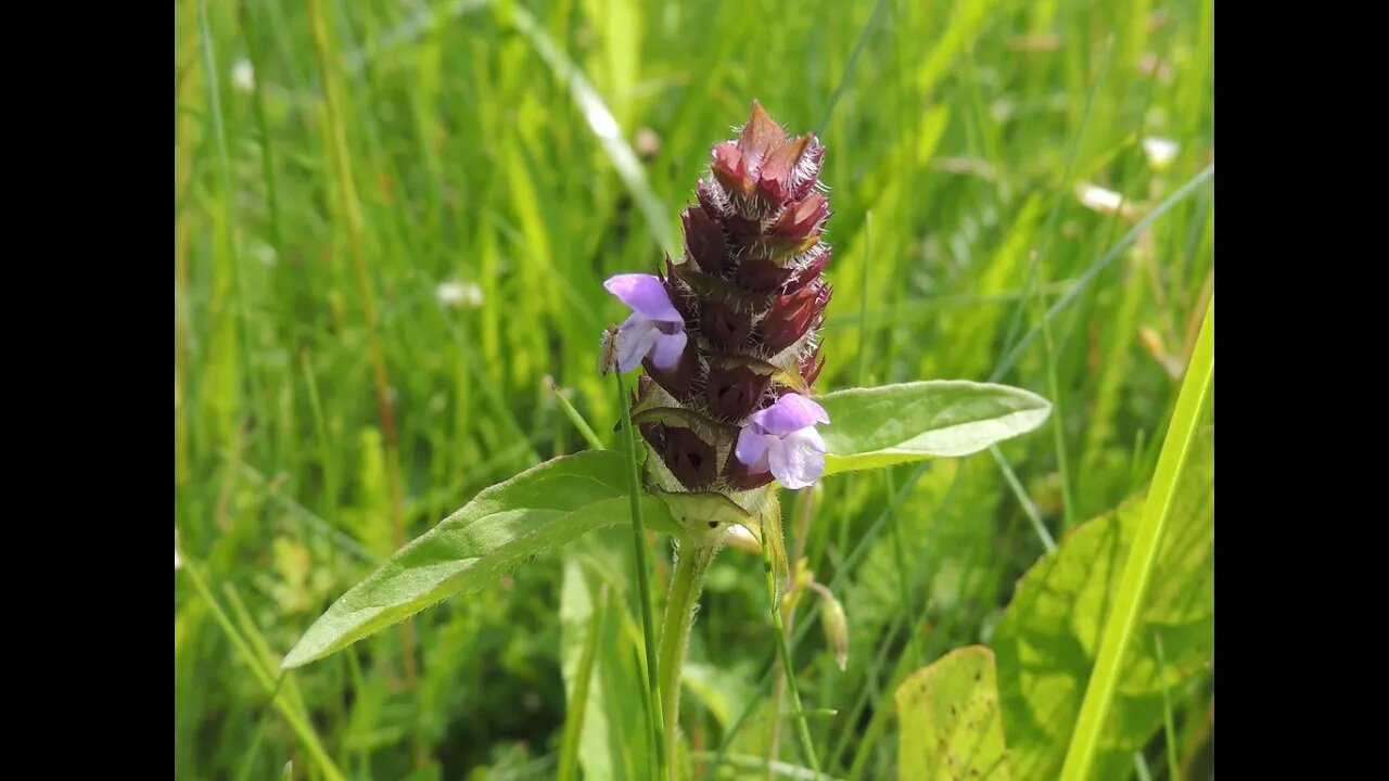 Prunella Vulgaris - Self Heal/Heal All/ Heart of the earth