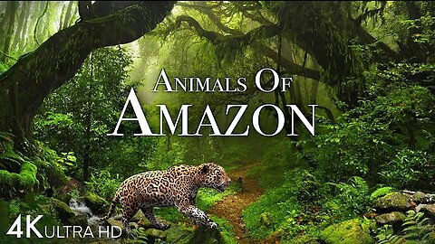 Animals of Amazon 4K - Animals That Call The Jungle Home | Amazon Rainforest |