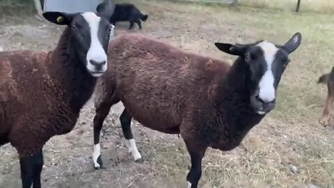 As evening draws in, thunderstorm approaches, flock's fed & alpaca checked