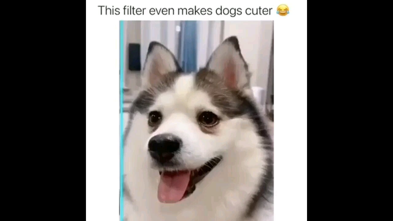 funny dog