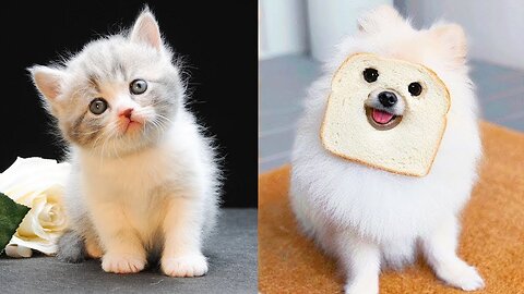 Funniest Animals 2023 😂 Funny Dogs and Cats Videos 😺🐶 Part 1 #