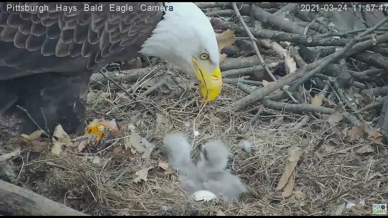 Hays Eagles H14 first feeding 2021 03 24 11:55AM