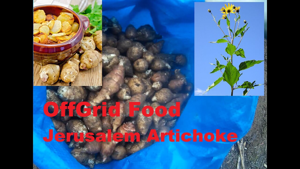 OffGrid Food made easy: Jerusalem Artichoke - Topinambur