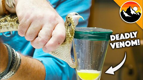 Deadliest job in America-Snake milking 😱😱😱😱