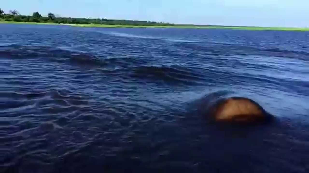 Hippo Chases Boat: Show's Boaters Who's Boss