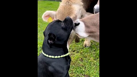 funny videos