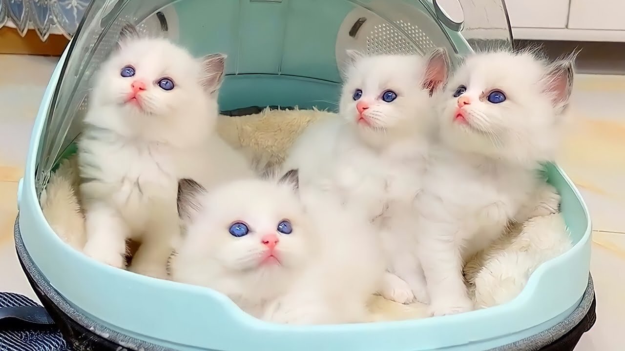 Funniest Cat Videos on the Planet