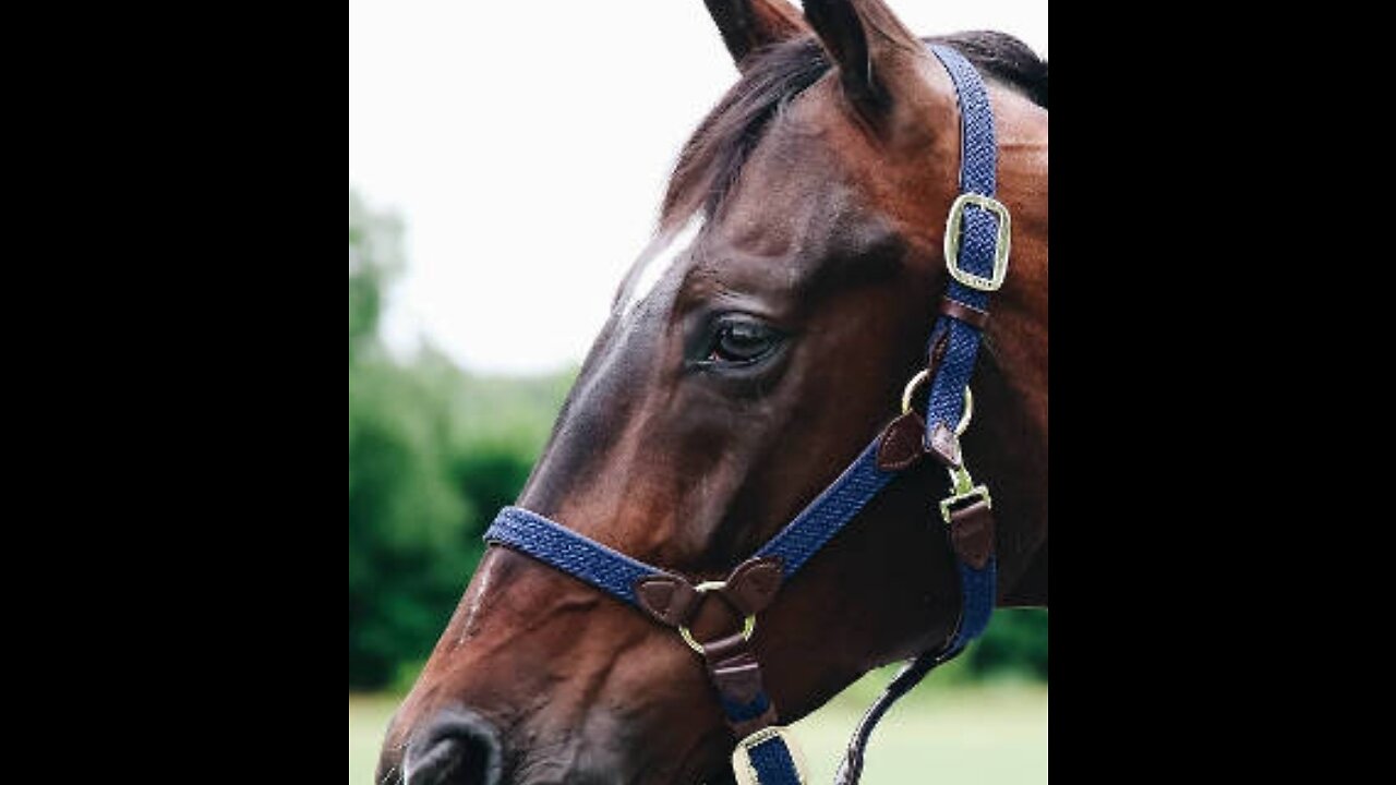 Qui veut un cheval depuis tout petit