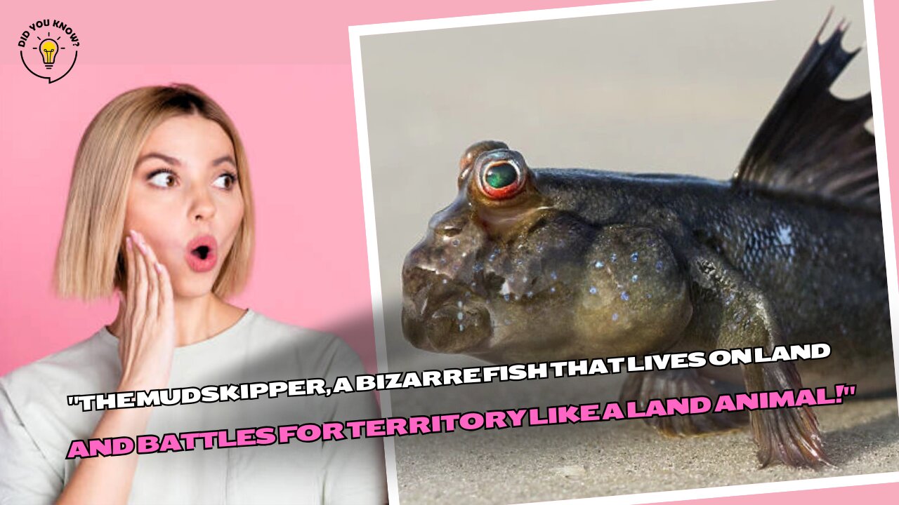 "The Mudskipper, a bizarre fish that lives on land and battles for territory like a land animal!"