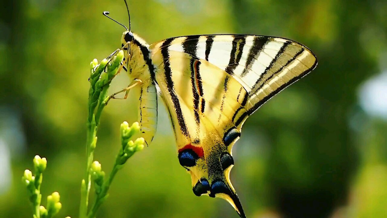 butterfly 1