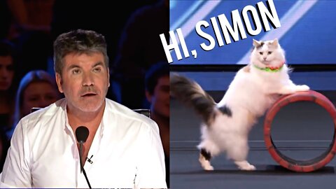 The Savitsky Cats: Super Trained Cats Perform Exciting Routine - America's Got Talent 2018