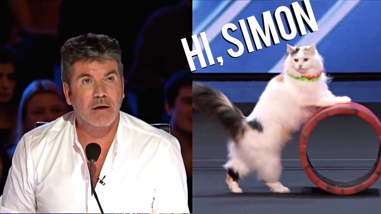 The Savitsky Cats: Super Trained Cats Perform Exciting Routine - America's Got Talent 2018
