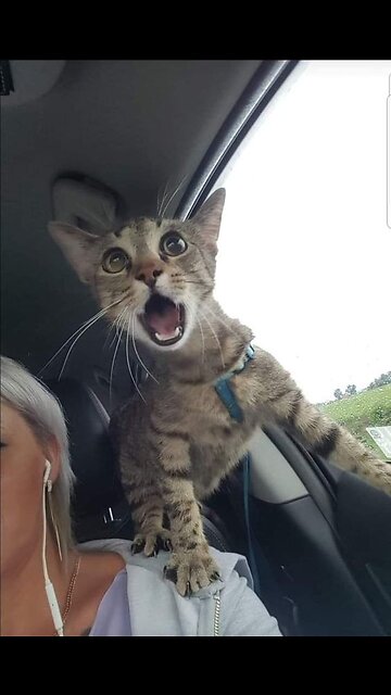 Sweet Moments: Kitten Hugging Puppy
