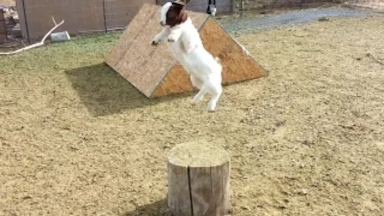 Watch This Baby Goat Playing, Jumping and Running - Cute Animal Video