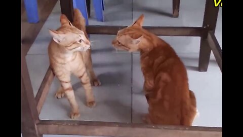 Cats Fighting and Meowing - These Two are Bloody Brothers _ Viral Cat